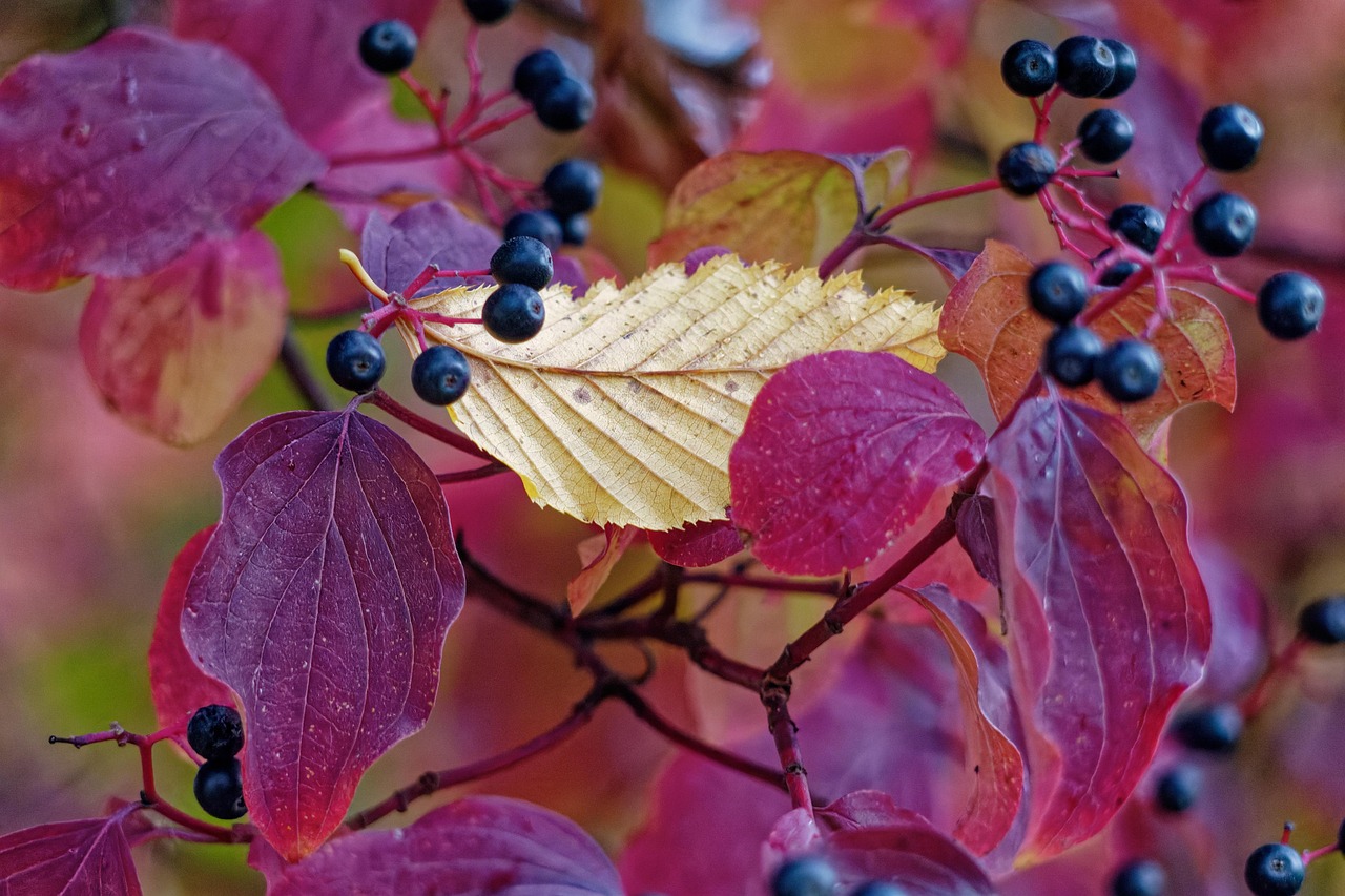Autumn leaves
