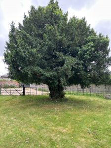Veteran Yew Tree, St Mary's, Micheldever