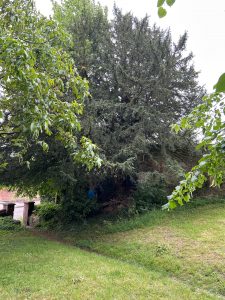 Veteran Yew Tree, St Mary's, Micheldever