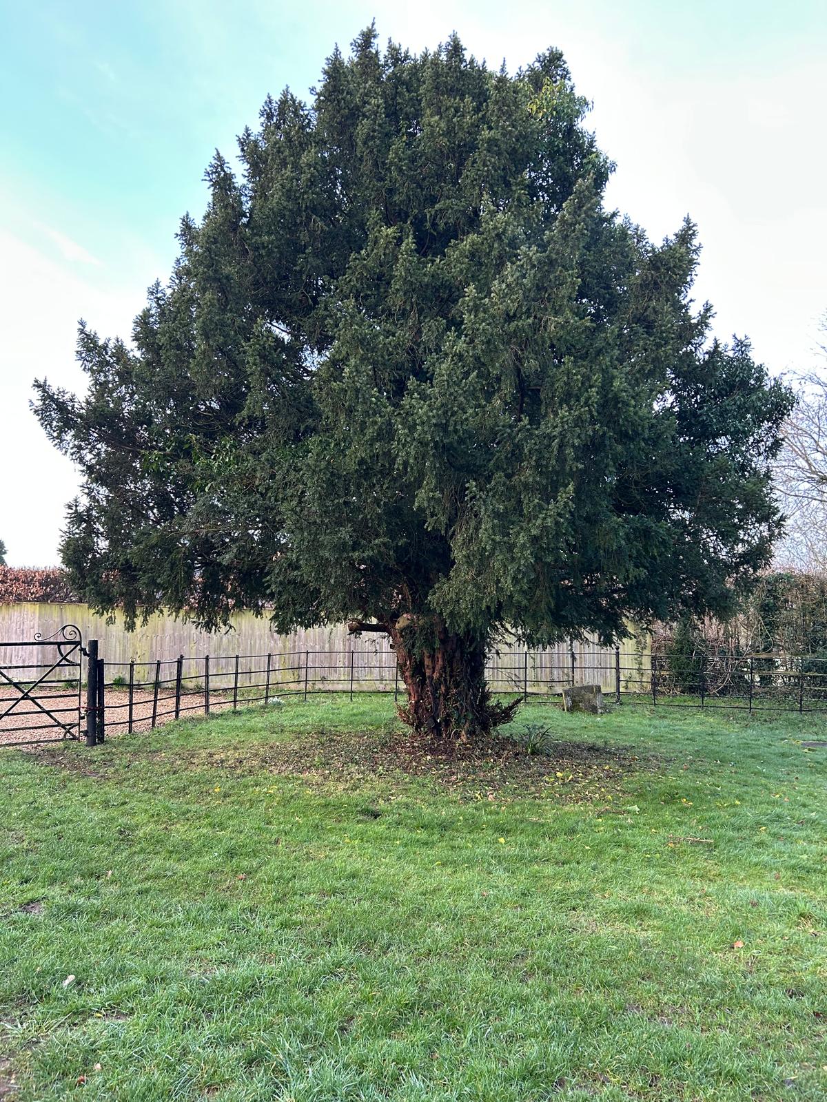 Yew Tree St Mary the Virgin
