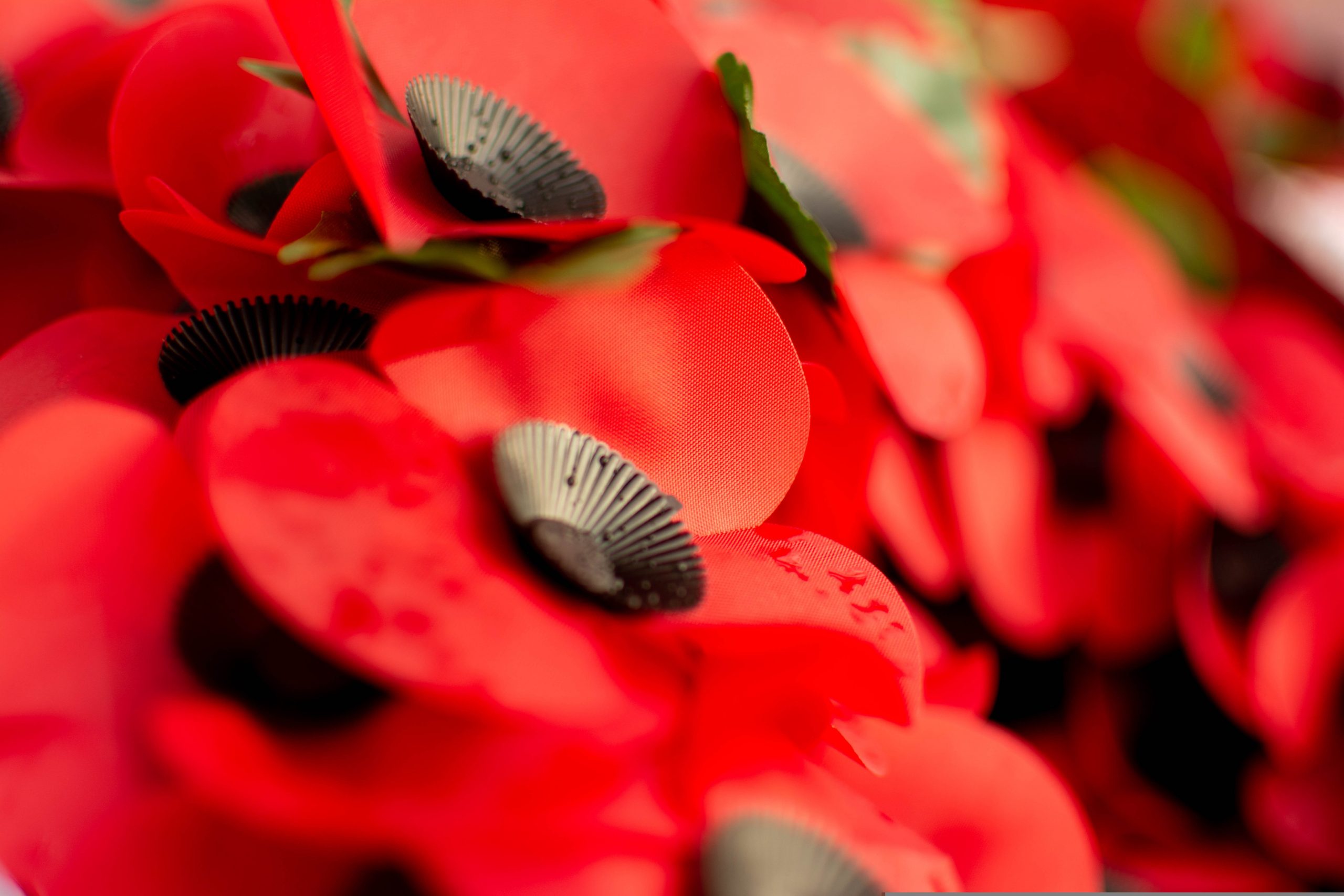 Poppies
